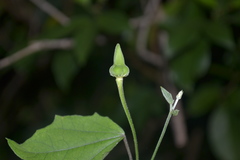 Thunbergia fragrans var. vestita